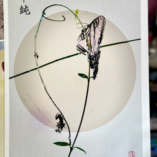 単純 “Simplicity” Spider and butterfly against a circular background.