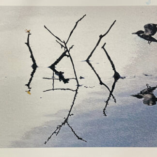 川蝉 Kingfisher 12”x18” Enhanced print in Ink/watercolor Kingfisher flying reflected on water with partially submerged branches. An amber dragonfly perches on a stick nearby.