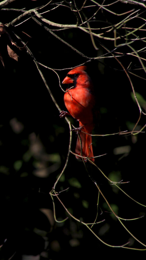 Cardinal