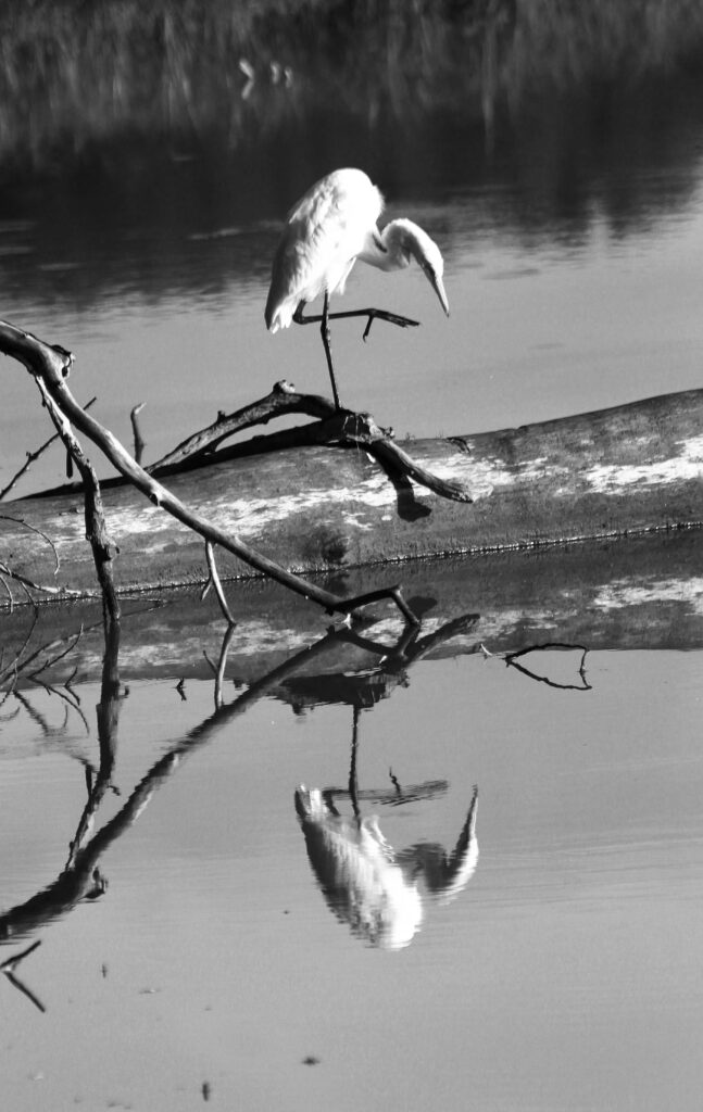 Balance and Reflection