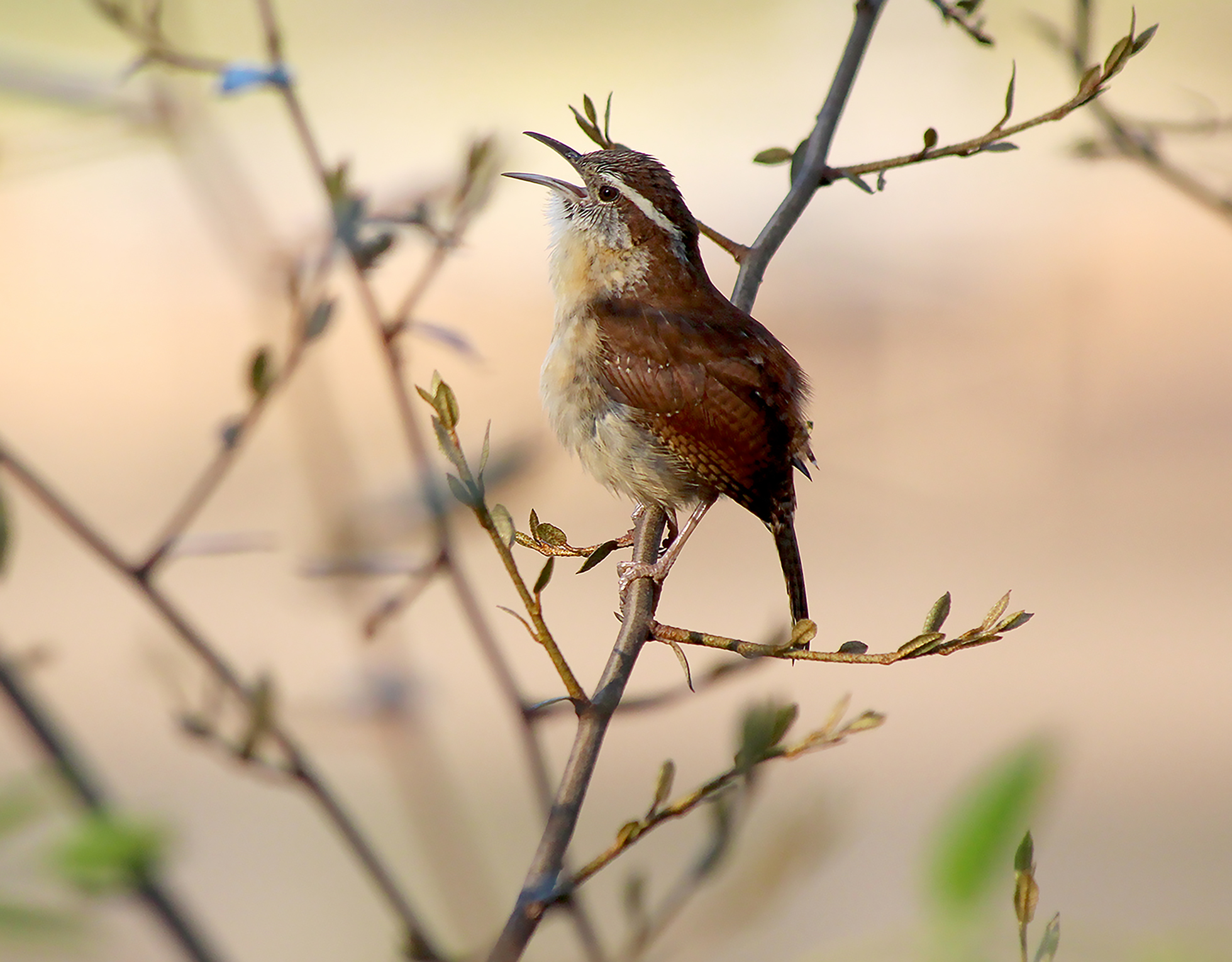Wren