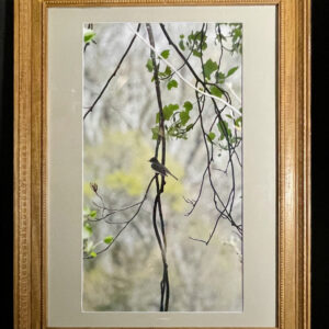 "Chickadee" Framed Photography
