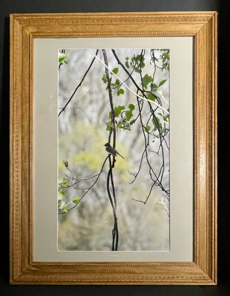 "Chickadee" Framed Photography