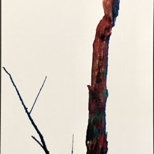 4"x6" Notecard-Red Shouldered Hawk