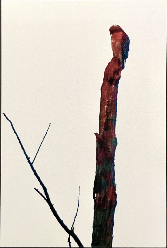 4"x6" Notecard-Red Shouldered Hawk
